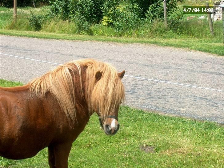 Shetlænder Ponyfar 3<3<3 - Pony far <3 billede 4