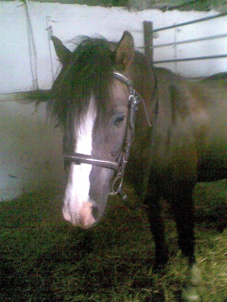 Anden særlig race Gilbert<3<3<3 hans erik's - så er vi klar til at ride:) billede 10