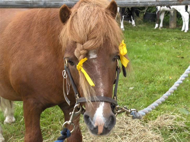 Shetlænder Ponyfar 3<3<3 - Pony far <3 billede 5