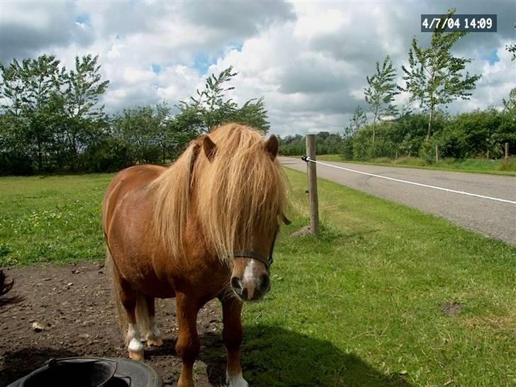 Shetlænder Ponyfar 3<3<3 - Pony far <3 billede 6