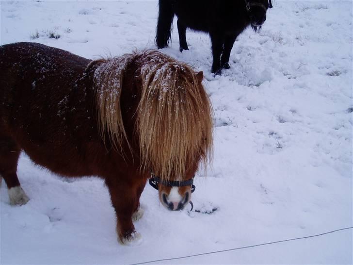 Shetlænder Ponyfar 3<3<3 - Pony far <3 billede 7