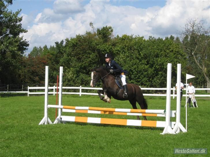 Anden særlig race Gilbert<3<3<3 hans erik's - ld  skønne pony! du var fanta go!;D<3 love you miin<3 billede 11