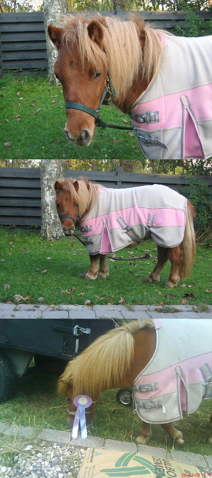 Anden særlig race Sille ll - Smukke sille med sit smukke tæppe! <3 billede 3