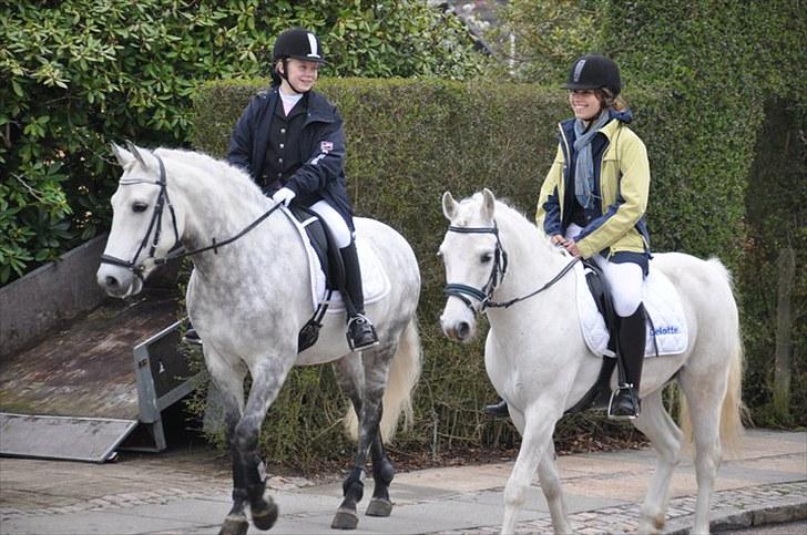 Connemara Banks Captain  - På vej til Annas konfirmation d 13/05/10 billede 10