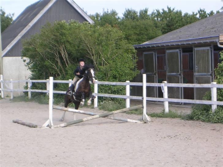 Anden særlig race Jessie *Solgt* - Fra vores allerførste springtime på Trollemose <3 billede 15