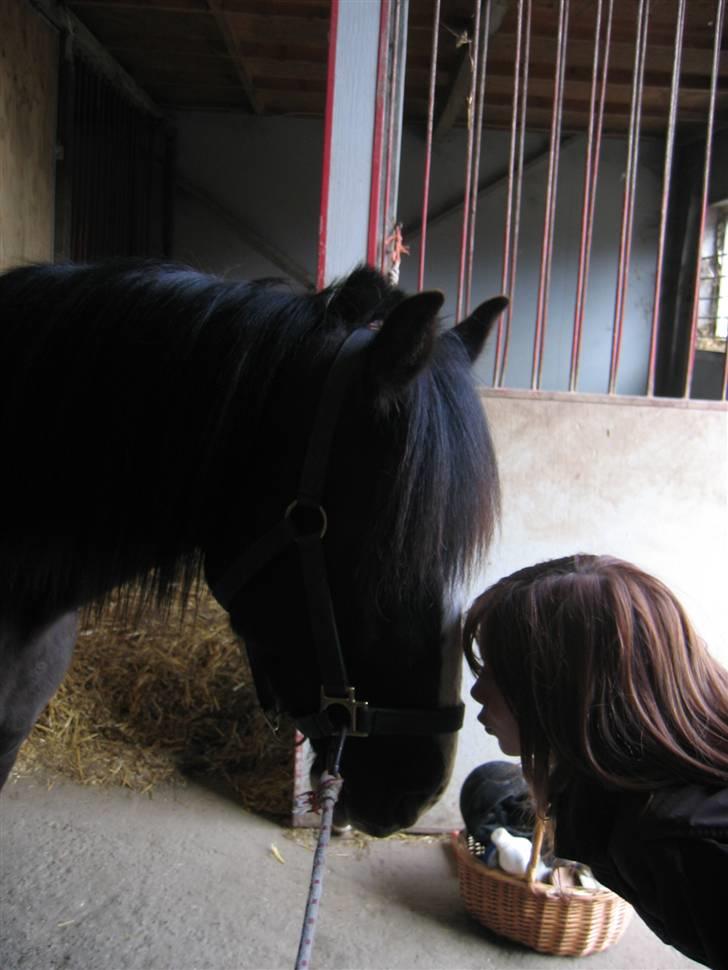 Anden særlig race Jessie *Solgt* - Elsker dig putte <3 billede 18