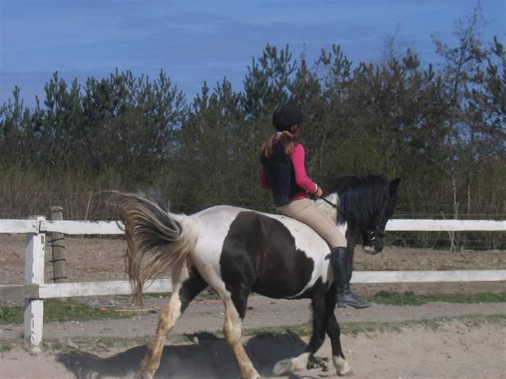 Anden særlig race Jessie *Solgt* - Uden sadel q: <3 elsker bare halen ;d billede 19