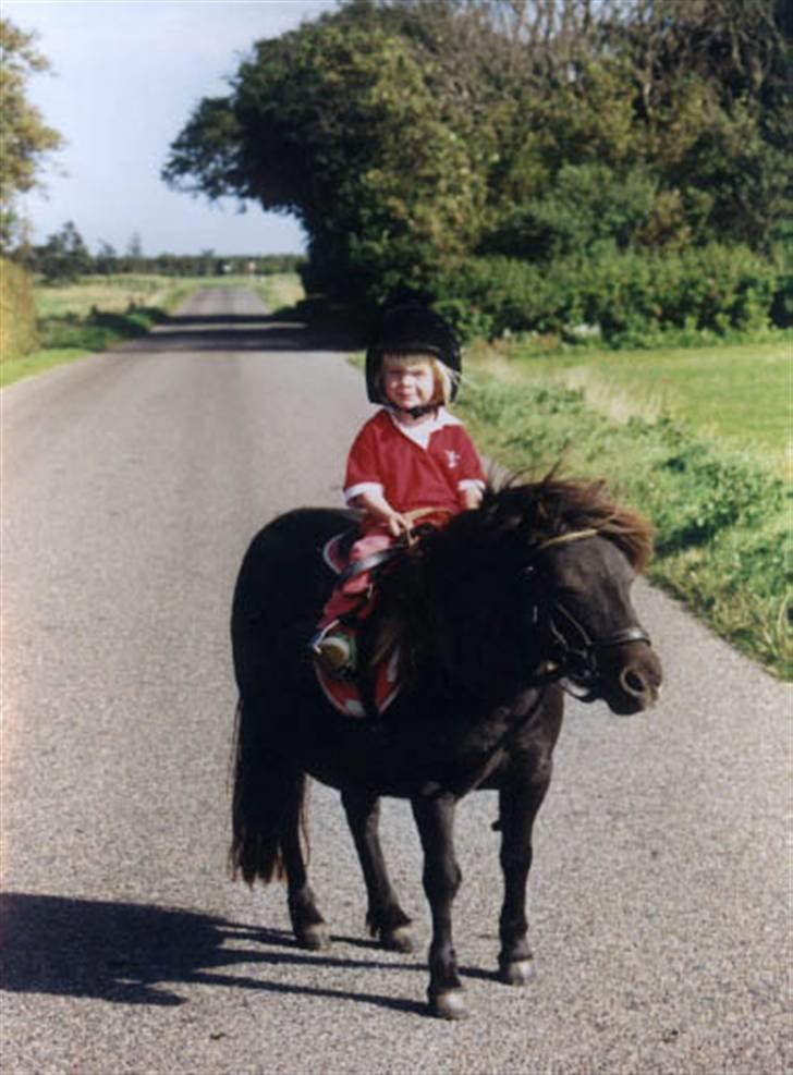 Shetlænder Laura <3<3<3 billede 2