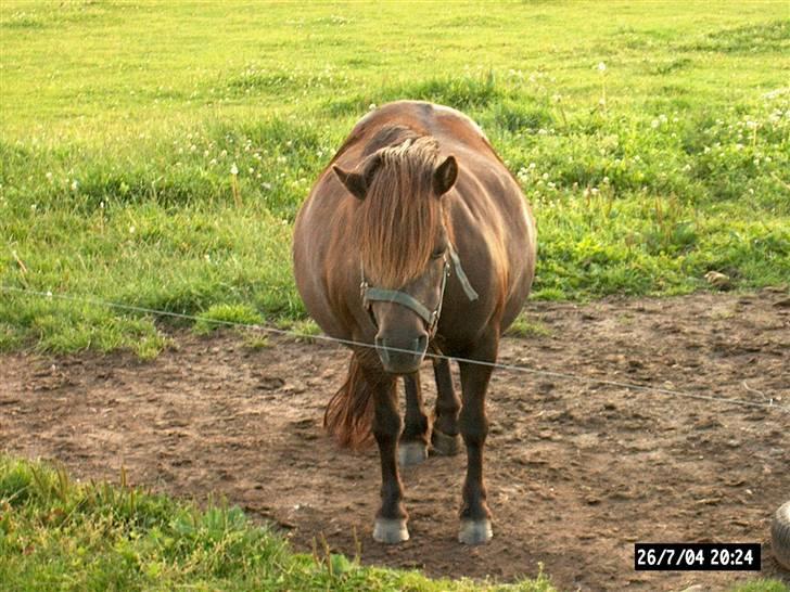 Shetlænder Laura <3<3<3 billede 3