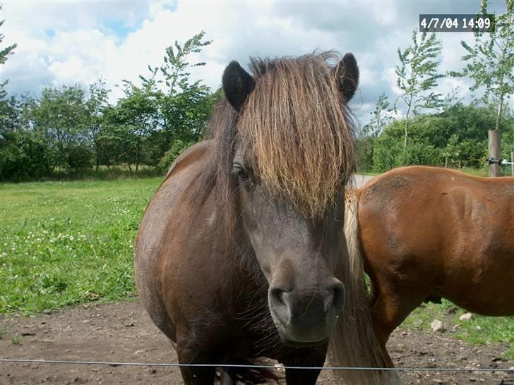 Shetlænder Laura <3<3<3 billede 4