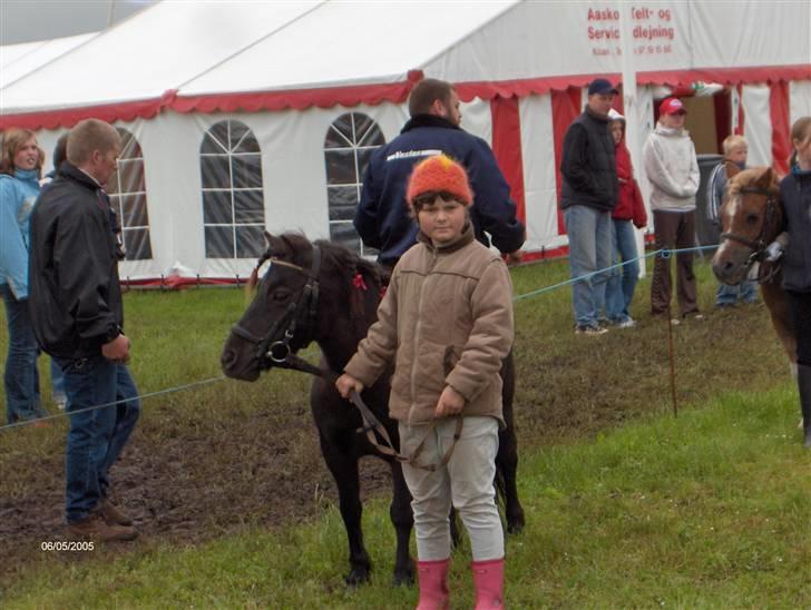 Shetlænder Laura <3<3<3 billede 5