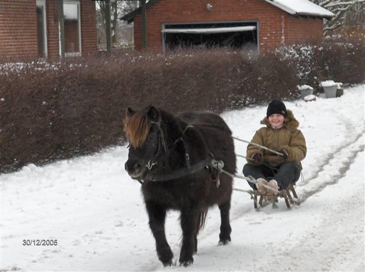 Shetlænder Laura <3<3<3 billede 6
