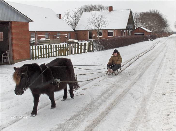 Shetlænder Laura <3<3<3 billede 7