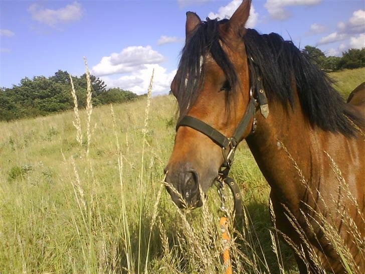 Welsh Pony (sec B) Bjerregaards Evelyn - Nam Nam :P 08 billede 3