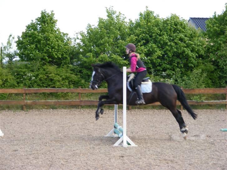 Anden særlig race Blackie - 9) en af de allerførste gange hun springer - dejlig teknik? :D foto: Tina, maj 08 billede 9