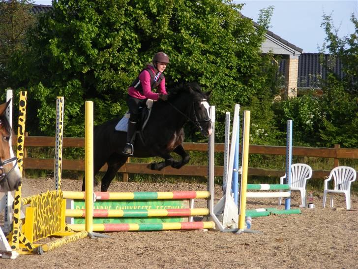 Anden særlig race Blackie - 12) foto: Tina, maj 08 billede 12