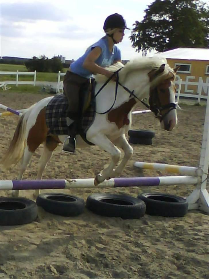 Pinto Lucky Boy - Første gang Lucky og Nanna springer, de er for seje.juni 2008. billede 14