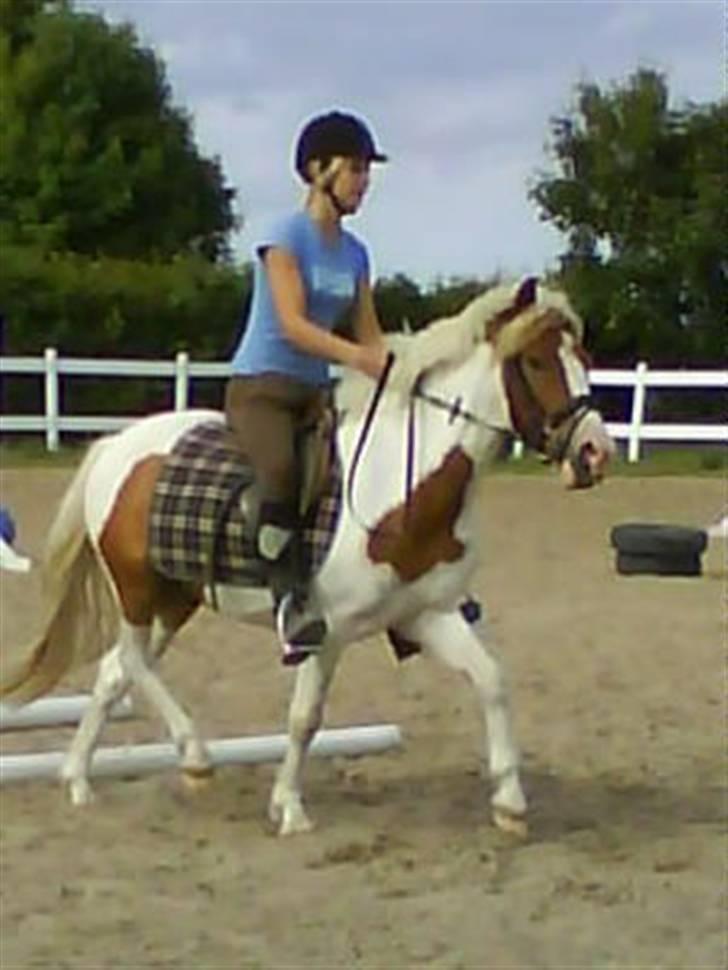 Pinto Lucky Boy - De er bare så seje, pas på derude ;o).JUNI 2008. billede 15