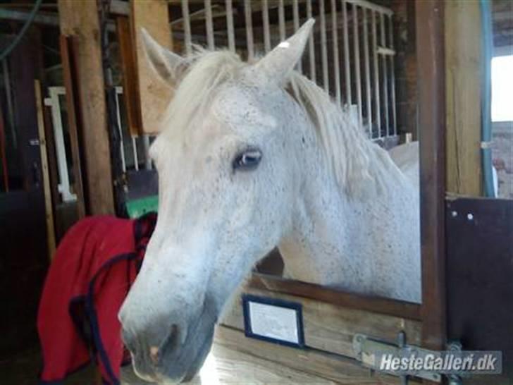 Anden særlig race Pjuske<3 billede 6