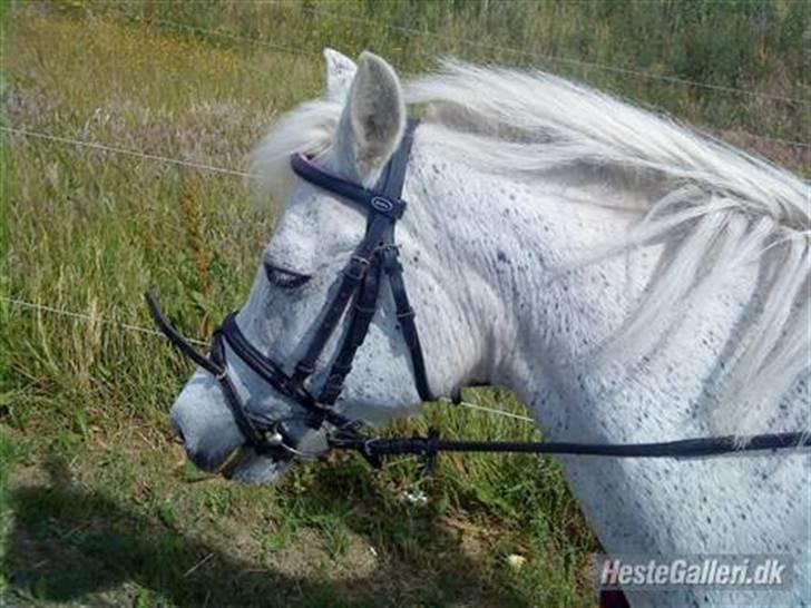 Anden særlig race Pjuske<3 billede 7