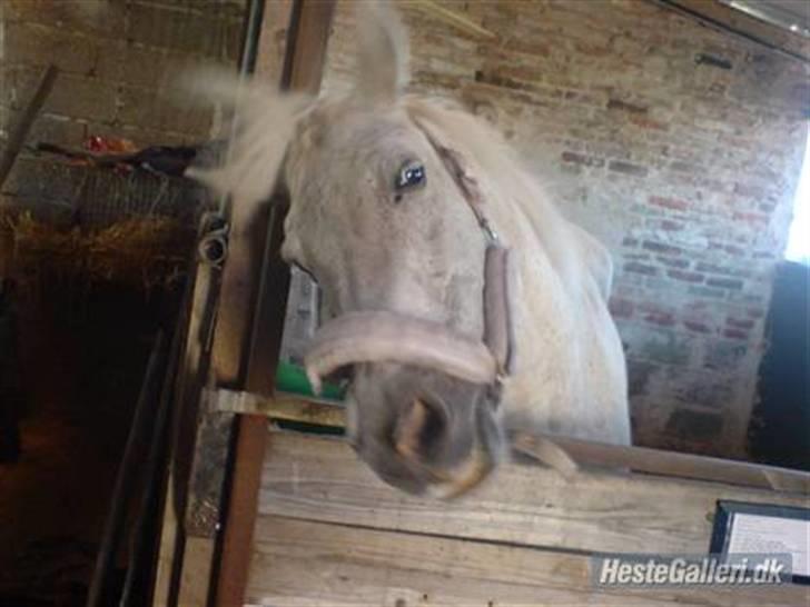 Anden særlig race Pjuske<3 billede 8