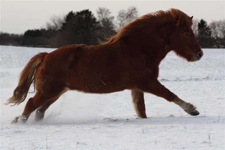 Islænder Björk fra Søndermarken - Solgt - Björk i galop i sneen d. 18-12-09 billede 2