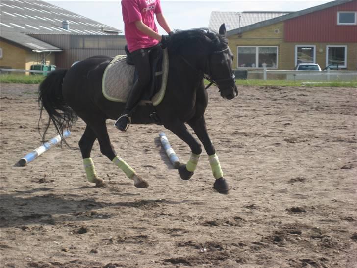 Anden særlig race Torpegårds Master  billede 6