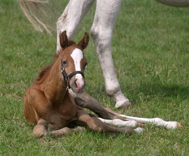 Sportsaraber (A) Fakhir E'jaaz SOLGT billede 8