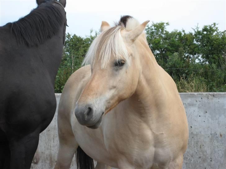 Fjordhest Polly R.I.P 2. Feb 2018 - æhh store luks.. du render mig også altid i røven flyt dig da..  billede 9