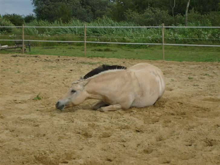 Fjordhest Polly R.I.P 2. Feb 2018 - Arh det er dejligt med en rulletur efter en dejligt ridetur:D billede 10