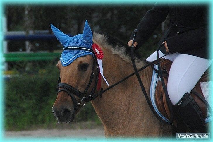 Anden særlig race HURs NOLLE | R.I.P. /':  - 1) I love you for what you were, who you are and who you always will be <3 Fotograf: Maria Schjerning. <3 billede 1