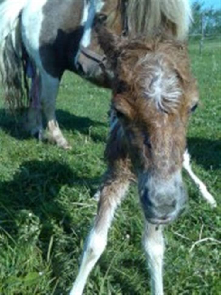 Shetlænder team linnets freja - en halv time efter hun er født billede 1