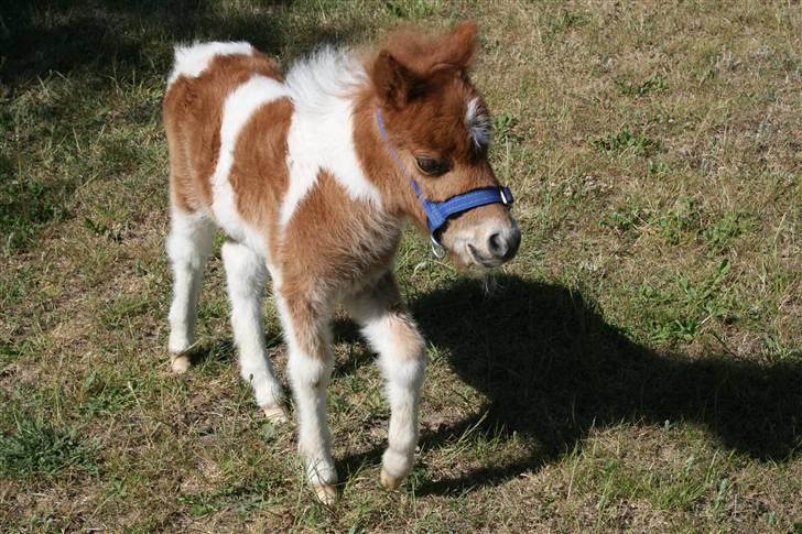 Shetlænder team linnets freja billede 2