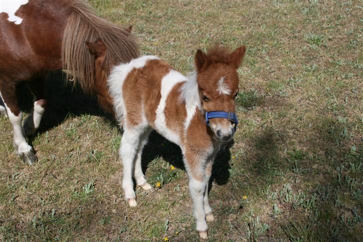 Shetlænder team linnets freja billede 3