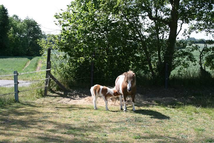 Shetlænder team linnets freja billede 5