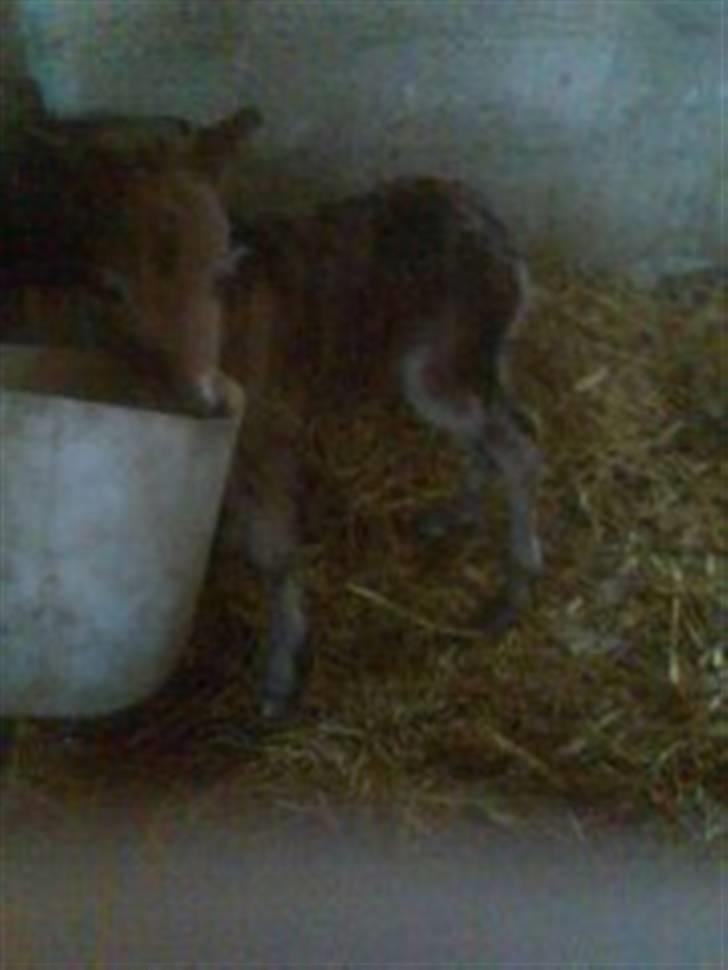 Shetlænder tema linnets bambi billede 1