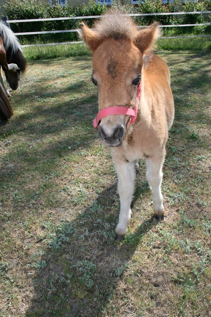 Shetlænder tema linnets bambi billede 2