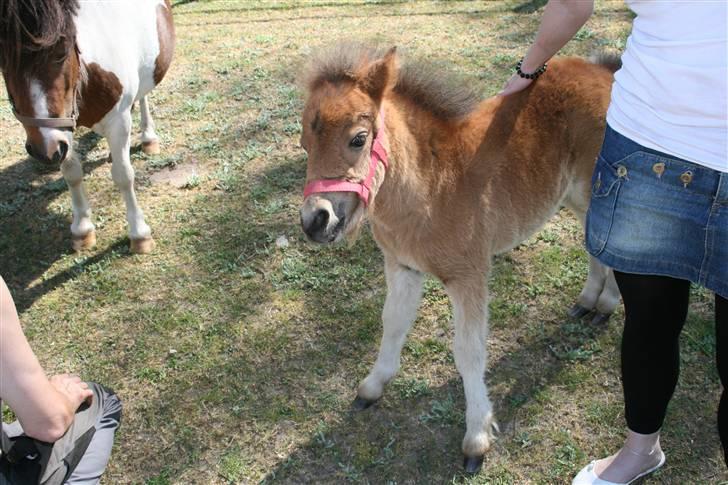 Shetlænder tema linnets bambi billede 3