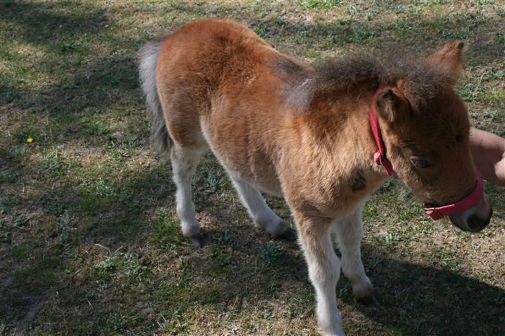 Shetlænder tema linnets bambi billede 4
