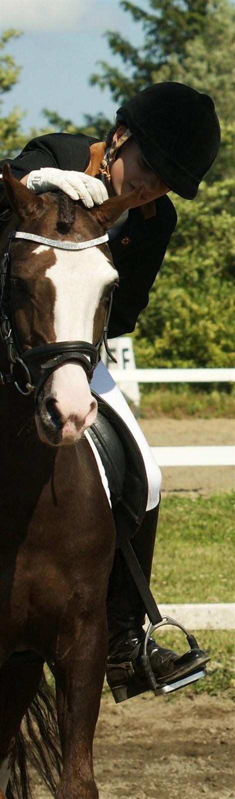 DSP Bonansa [ELITEHINGST] - elsker dig dreng! <3 billede 11