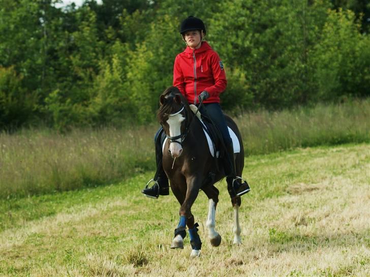 DSP Bonansa [ELITEHINGST] billede 12