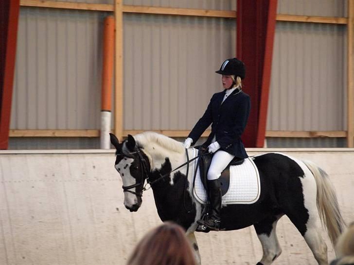 Anden særlig race Indian Plet - Plet og simone til deres første dressuestævne billede 17