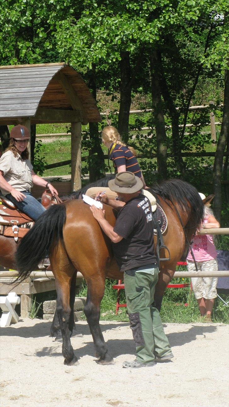 Anden særlig race Claus - Gregg bruger lige Claus som skrivebord. Foto: Søs billede 9