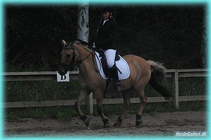 Anden særlig race HURs NOLLE | R.I.P. /':  - 5) I love you until the day after forever.<3 Fotograf: Maria Schjerning.<3 billede 5