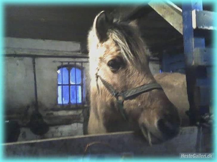 Anden særlig race HURs NOLLE | R.I.P. /':  - 7) I now believe in love at first sight <3 billede 7