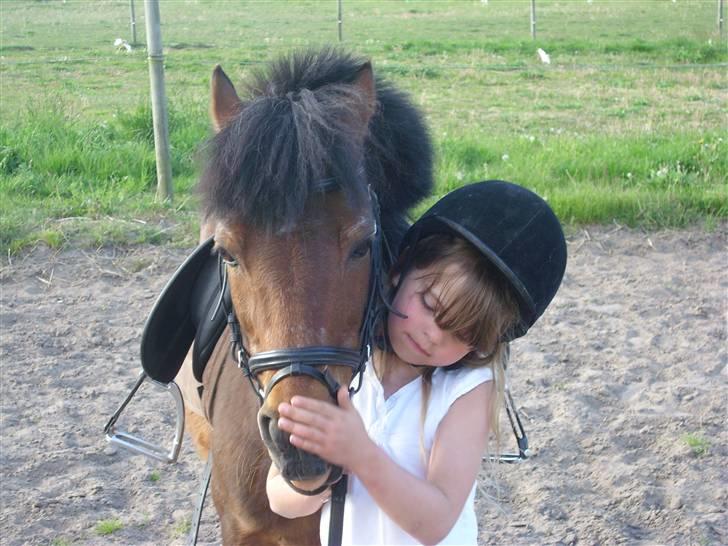 Welsh Mountain (sec A) Tarzan (himmelhest) - Tarzan og Nikoline efter ridning - Foto: Johanne billede 11