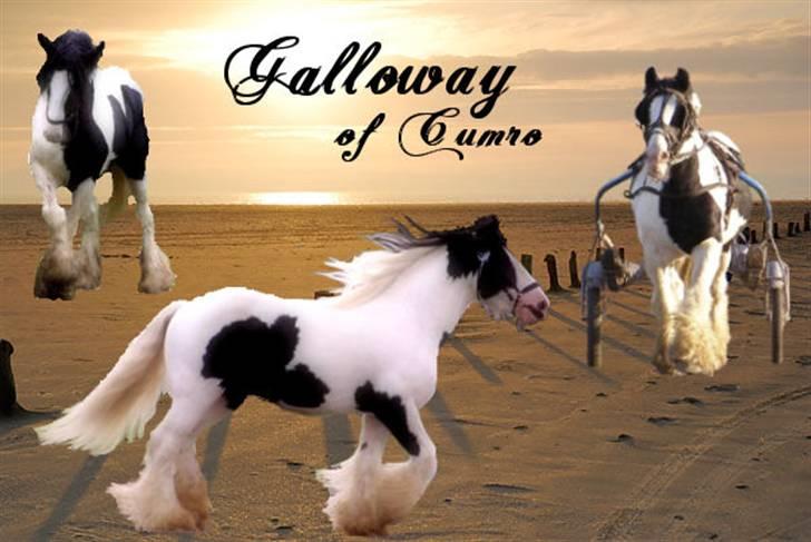 Irish Cob  Galloway of Cumro billede 17