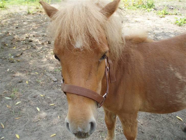 Shetlænder Nynne R.I.P. 19 Juli 2008 - Hun har de dejligste lille hoved billede 1