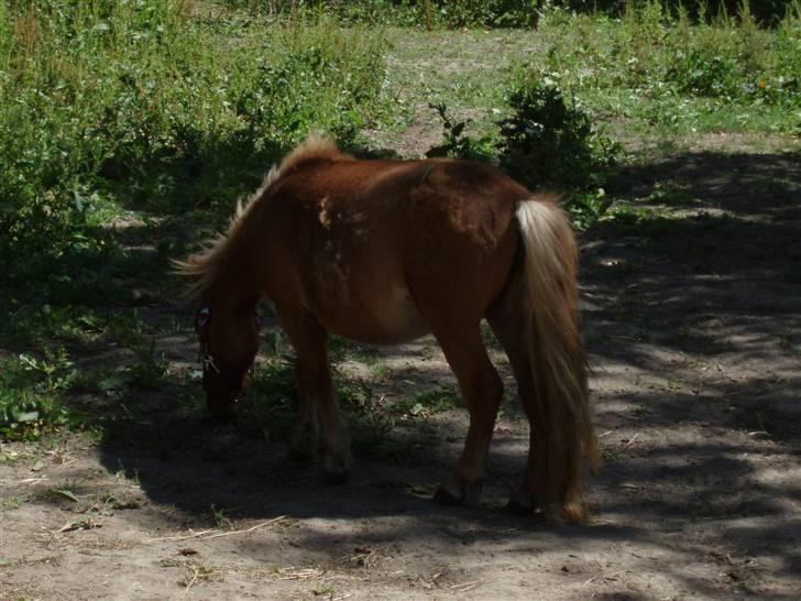 Shetlænder Nynne R.I.P. 19 Juli 2008 billede 2