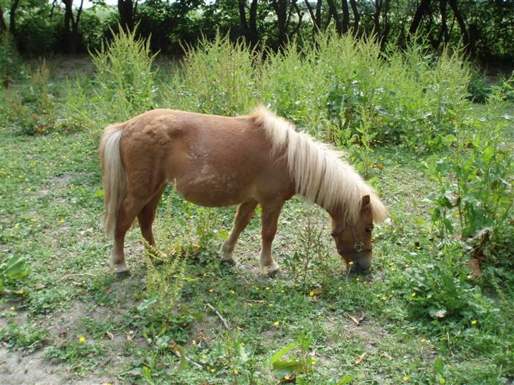 Shetlænder Nynne R.I.P. 19 Juli 2008 billede 3